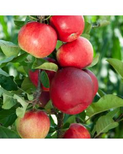 Malus domestica 'Santana'