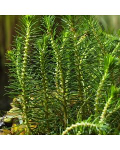 Myriophyllum propium