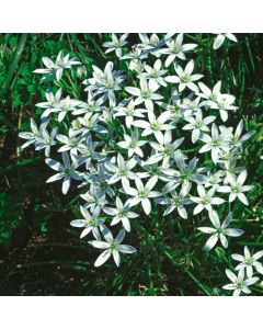 Ornithogalum umbellatum