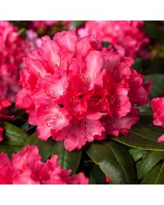 Rhododendron (Y) 'Astrid'
