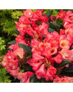 Rhododendron (Y) 'Barbarella'