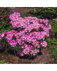 Rhododendron (AP) 'Graziella'