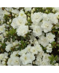 Rhododendron (AJ) Schneeperle