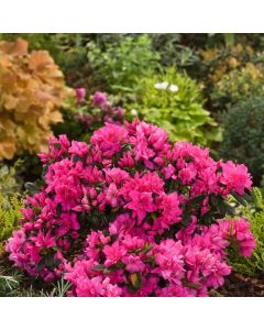 Rhododendron (AJ) 'Melina'