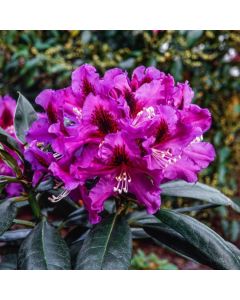 Rhododendron (P) 'Rasputin'