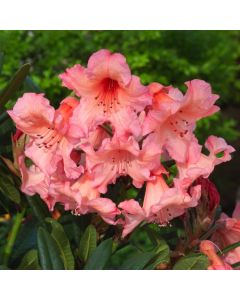 Rhododendron 'Tortoiseshell Orange'