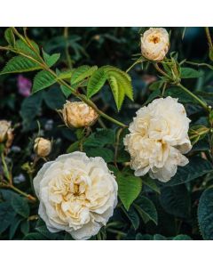 Rosa 'Alba Maxima'