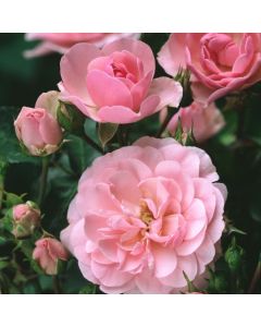 Rosa (F) 'Bonica'