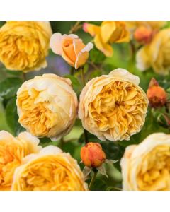 Rosa (H) Charles Darwin