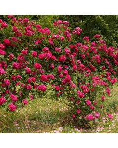 Rosa 'Chevy Chase'