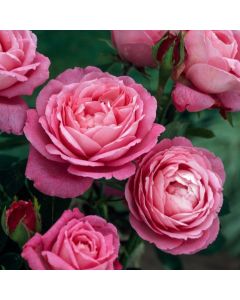Rosa 'Mrs. John Laing'