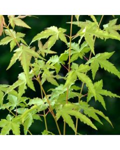 Acer palmatum 'Bi-hoo'