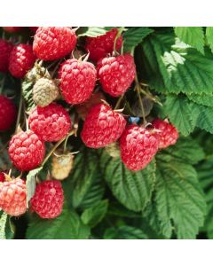 Rubus idaeus 'Glen Ample'