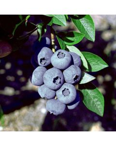 Vaccinium corymbosum 'Bluegold'