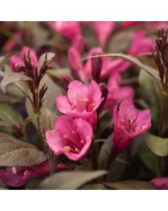 Weigela florida Minor Black