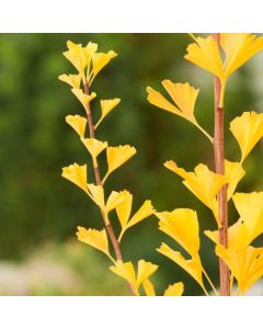 Ginkgo biloba 'Menhir'