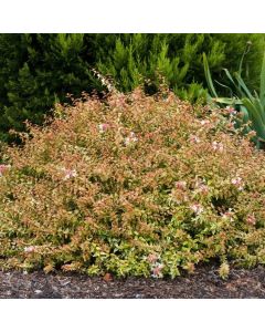 Abelia grandiflora 'Kaleidoscope'