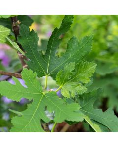 Ficus carica 'Icecrystal'