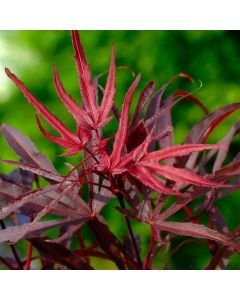 Acer palmatum 'Pevé Dave'