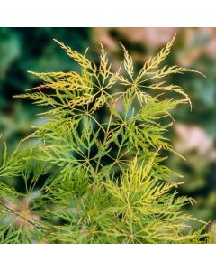 Acer palmatum 'Green Lace'