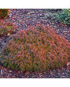 Cryptomeria japonica 'Mushroom'