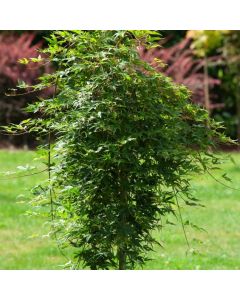 Acer palmatum 'Ryusen'