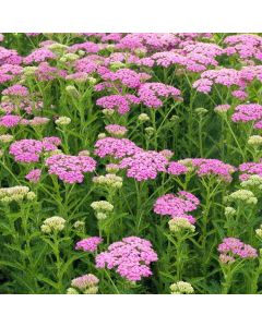 Achillea 'Pretty Belinda'