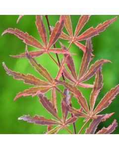 Acer palmatum 'Shirazz'
