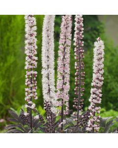 Actaea simplex 'Pink Spike'