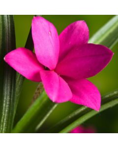 Rhodohypoxis milloides