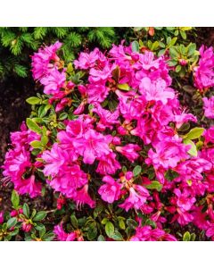 Rhododendron (AJ) Geisha Purple