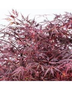 Acer palmatum 'Firecracker'
