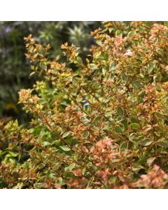 Abelia grandiflora Sunshine Daydream