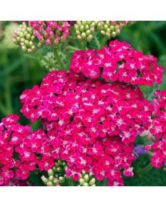 Achillea 'Pomegranate'