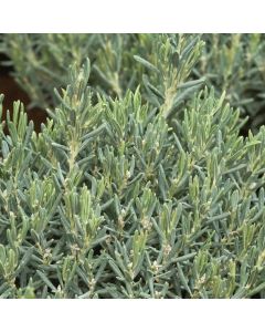 Andromeda polifolia 'Blue Lagoon'