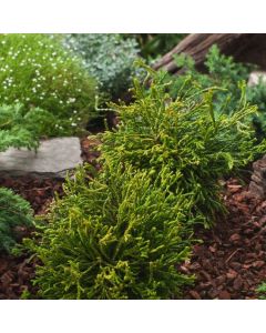 Chamaecyparis obtusa 'Gitte'