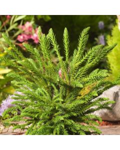 Cryptomeria japonica 'Dinger'