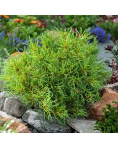 Pinus strobus 'Tiny Kurls'