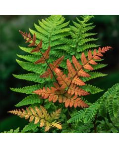 Dryopteris erythrosora prolifica