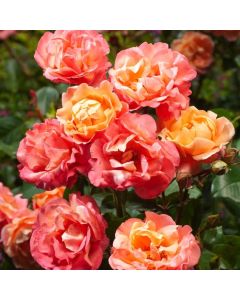 Rosa (H) Cubana