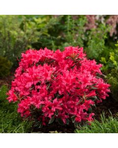 Rhododendron (AJ) 'Silver Sword'