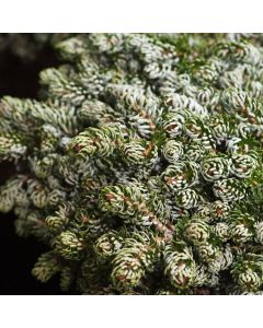 Abies koreana 'Kohout's Icebreaker'