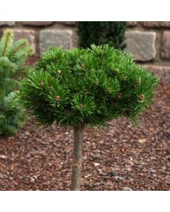 Pinus mugo 'Sherwood Compact'