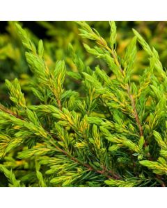 Juniperus communis 'Goldschatz'