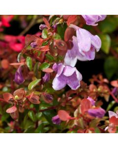 Abelia Pinky Bells