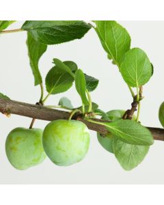 Prunus domestica