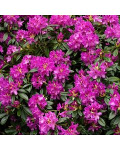 Rhododendron 'Blaue Jungs'