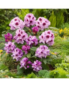 Rhododendron 'Hans Hachmann'