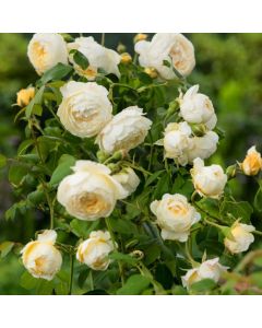 Rosa (H) Claire Austin
