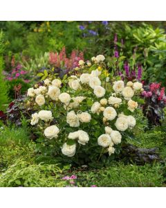 Rosa (H) Artemis